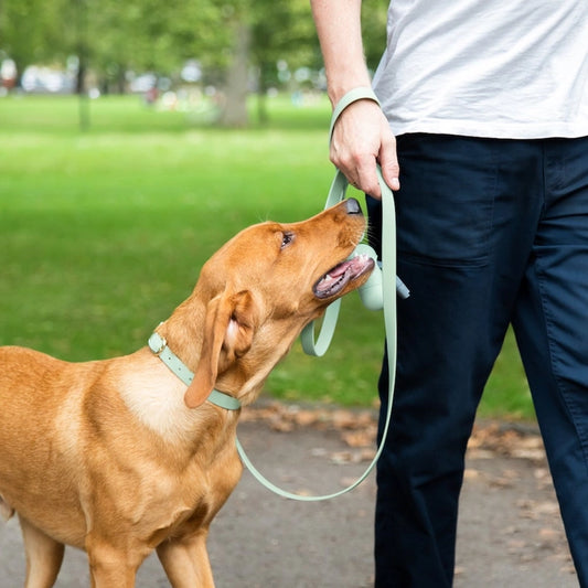 Ensuring the Well-being of Your Beloved Pet: A Comprehensive Guide