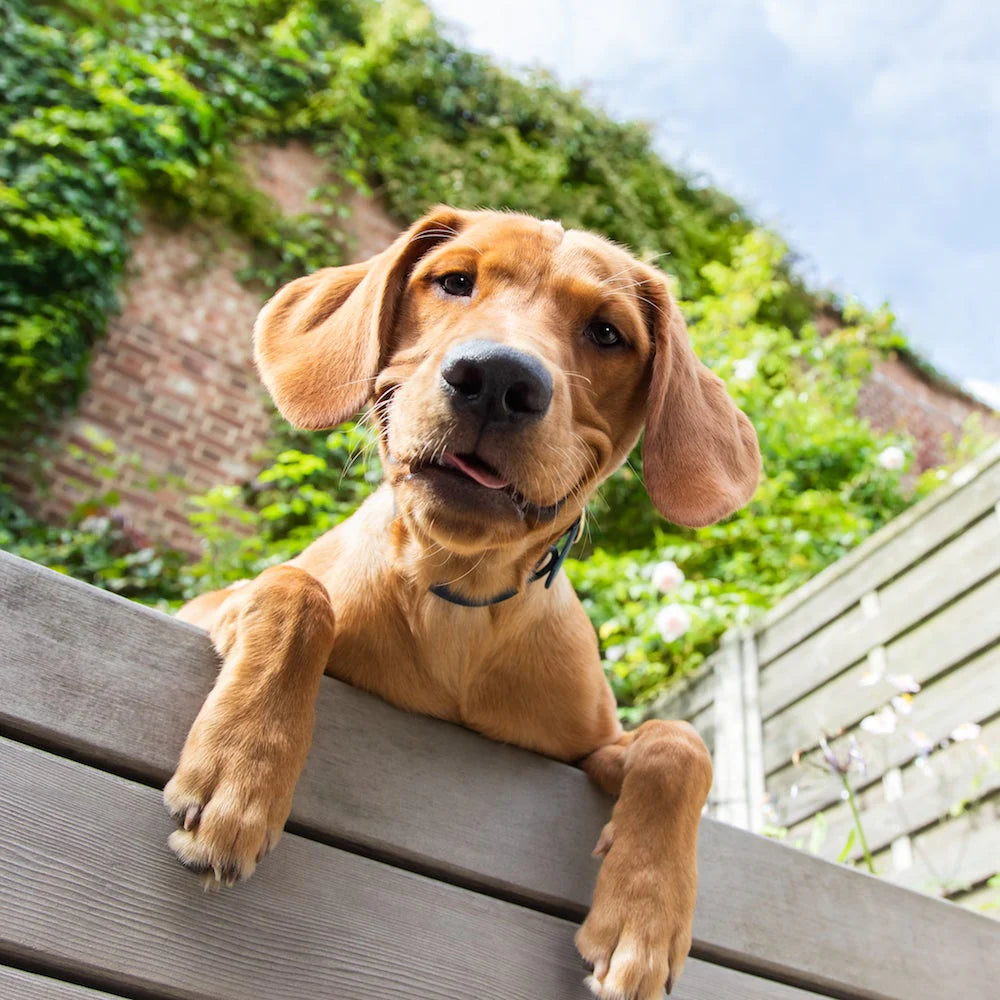 Ensuring Safe Travel with Your Emotional Support Dog