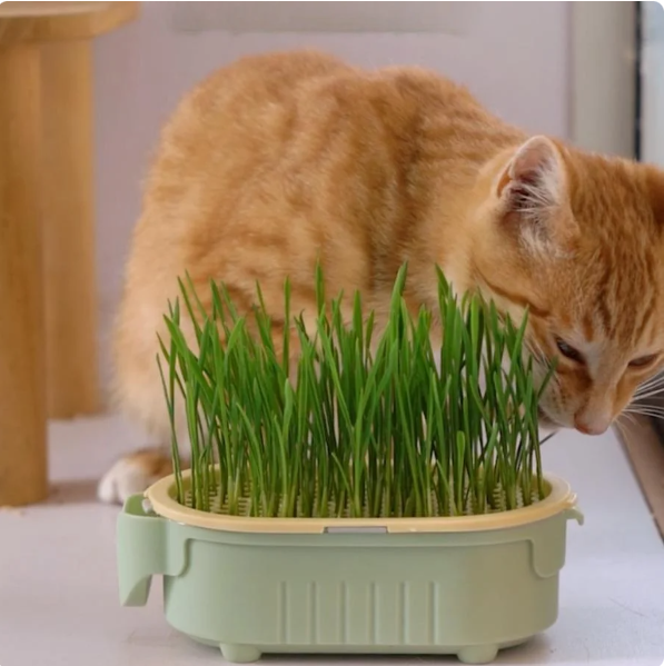 Lazy planting cup Hydroponic cultivation